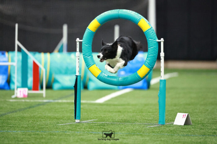 Clue_Zilla_Thursday_Pentathlonagility1_234_VW_4753