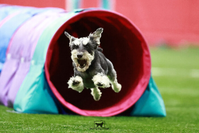 Guster_Huffman_Friday_Pentathlonjumping2_106_KG_0284