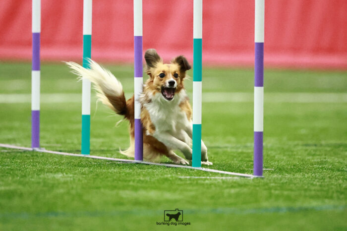 Synapse_Anger_Friday_Pentathlonjumping2_138_KG_2385