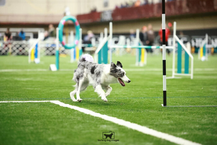 Vision_Chester_Friday_Biathalonjumping_305_LB_6793