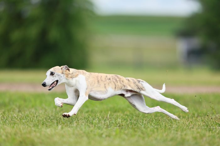 Klimb_Fri_CAT_25071111_MQ2249-megan-scaled