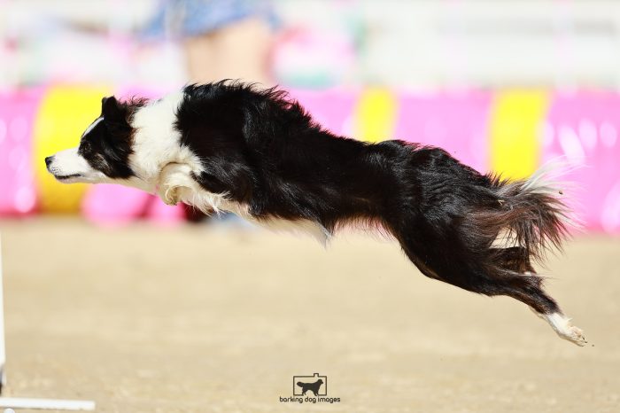 Kinda_Bourne_Saturday_MastersJumping_126_JC_0741