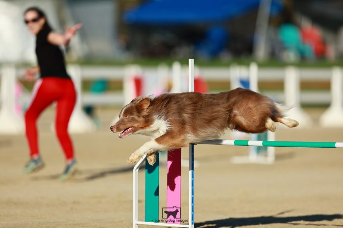 Alibi_Kehoe_Thursday_SpeedstakesChallengeSemiFinal_NH_108_0273