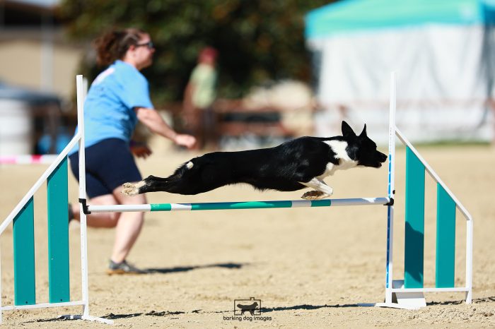 Sprint_Foster_Saturday_MastersJumping_240_RNR_9783