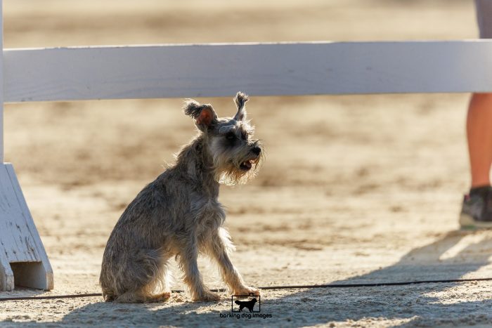 Rainey_Julius_Saturday_Gamblers_108_RR_0387