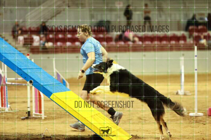 Ace_Darga_Friday_MastersAgilityFinal_138_NH_1353
