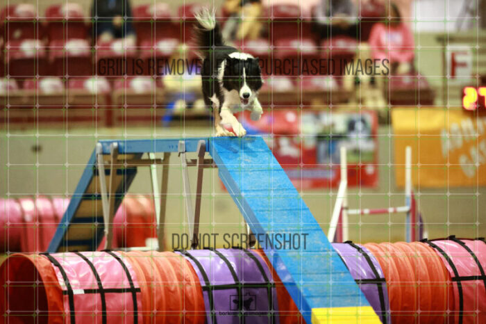 Ace_Darga_Friday_MastersAgilityFinal_138_NH_1360