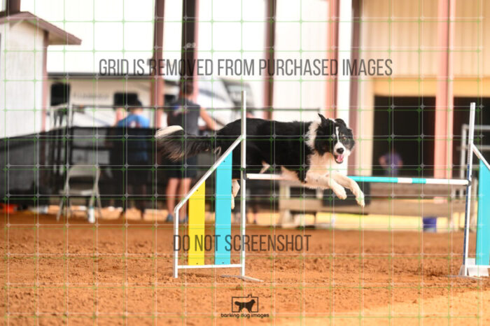 Ace_Darga_Friday_MastersJumpingFinal_250_LB_4273