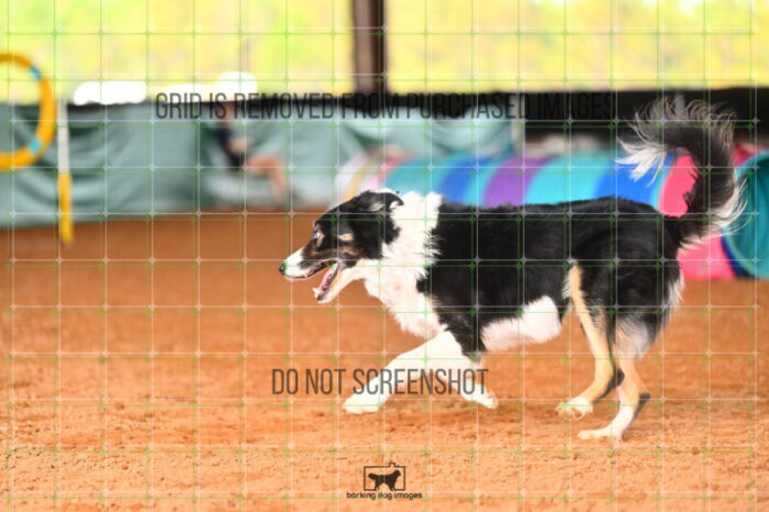 Ace_Darga_Friday_MastersJumpingFinal_250_LB_4287