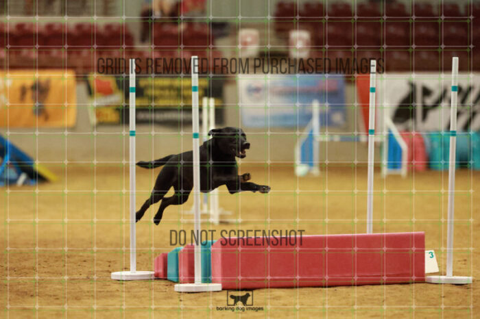 Dogee_Mckinney_Friday_MastersAgilityFinal_260_RR_1293