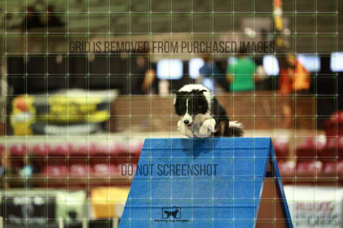 Ace_Darga_Saturday_OpenAgility_148_NH_1418