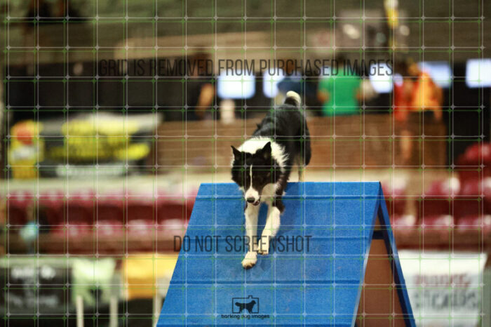 Ace_Darga_Saturday_OpenAgility_148_NH_1420