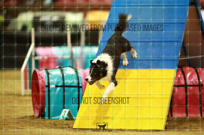 Ace_Darga_Saturday_OpenAgility_148_NH_1423