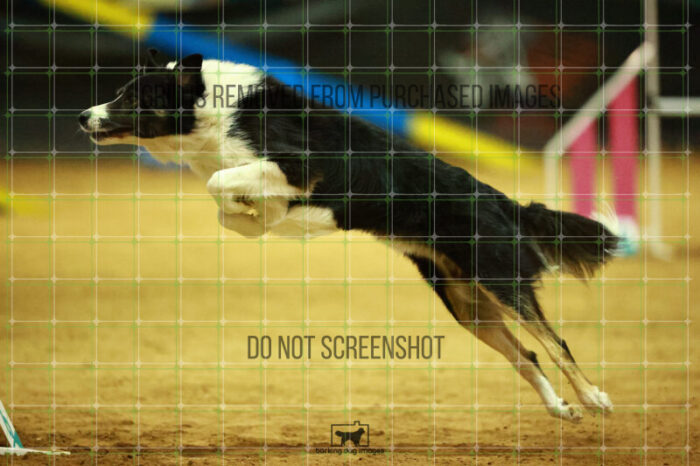 Ace_Darga_Saturday_OpenAgility_148_NH_1428