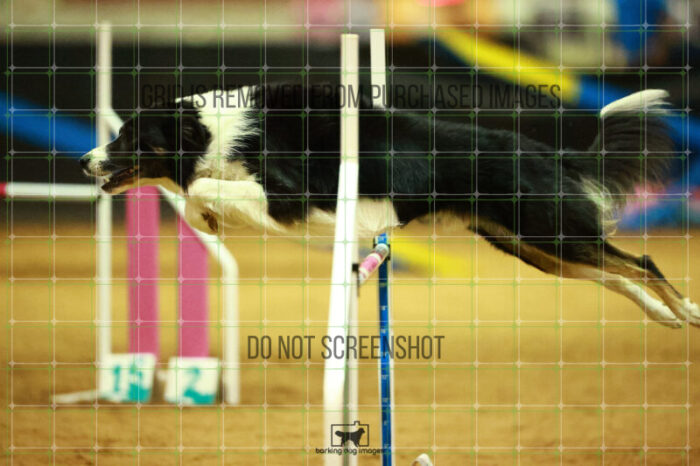 Ace_Darga_Saturday_OpenAgility_148_NH_1430