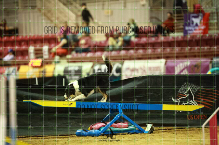 Ace_Darga_Saturday_OpenAgility_148_NH_1439