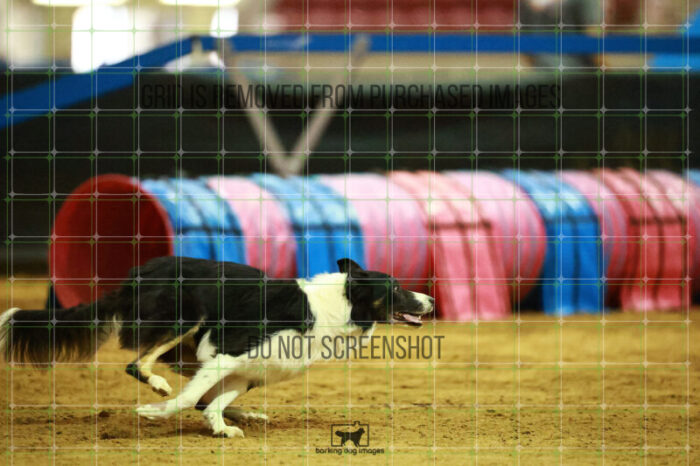 Ace_Darga_Saturday_OpenAgility_148_NH_1450