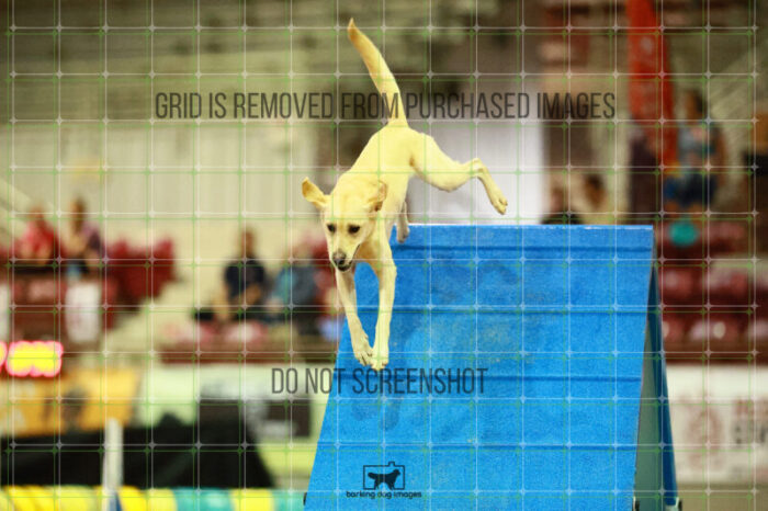 Bailey_Buck_Ring_2_Saturday_OpenAgility_180_SH_3186