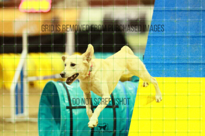 Bailey_Buck_Ring_2_Saturday_OpenAgility_180_SH_3192