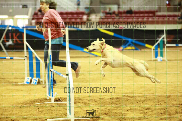 Bailey_Buck_Ring_2_Saturday_OpenAgility_180_SH_3197