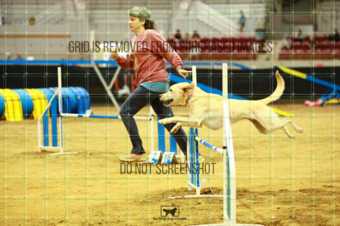 Bailey_Buck_Ring_2_Saturday_OpenAgility_180_SH_3199