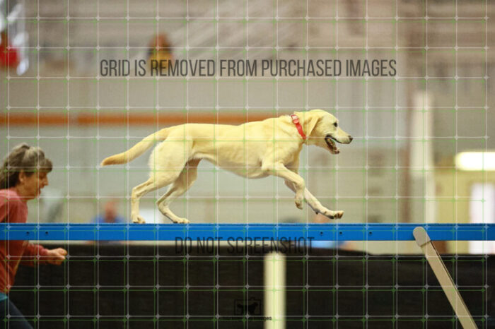 Bailey_Buck_Ring_2_Saturday_OpenAgility_180_SH_3208