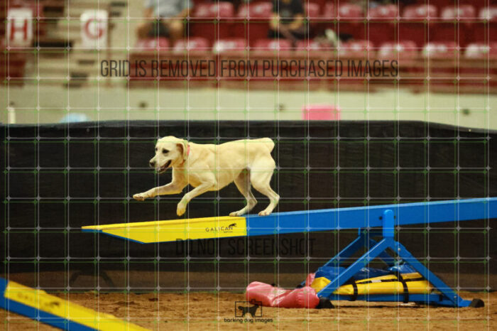 Bailey_Buck_Ring_2_Saturday_OpenAgility_180_SH_3213