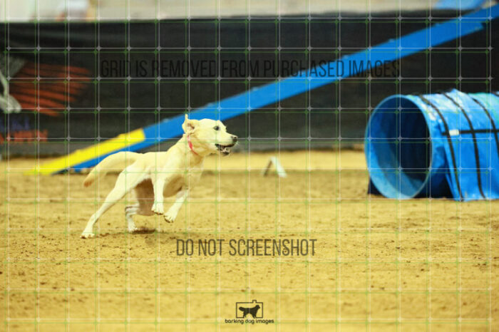 Bailey_Buck_Ring_2_Saturday_OpenAgility_180_SH_3225