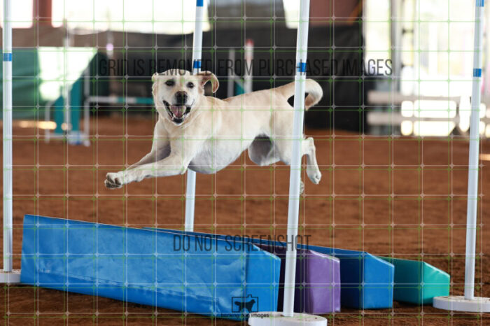 Bailey_Buck_Ring_5_Saturday_WTAJumping_307_JC_6262