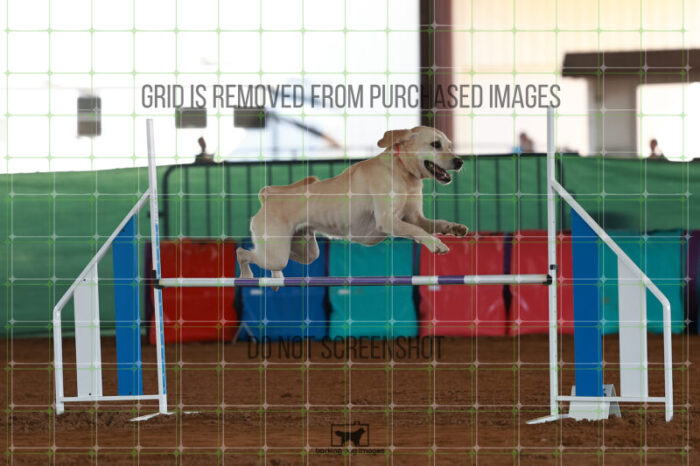 Bailey_Buck_Ring_5_Saturday_WTAJumping_307_JC_6266