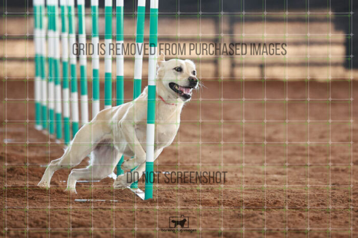 Bailey_Buck_Ring_5_Saturday_WTAJumping_307_JC_6287