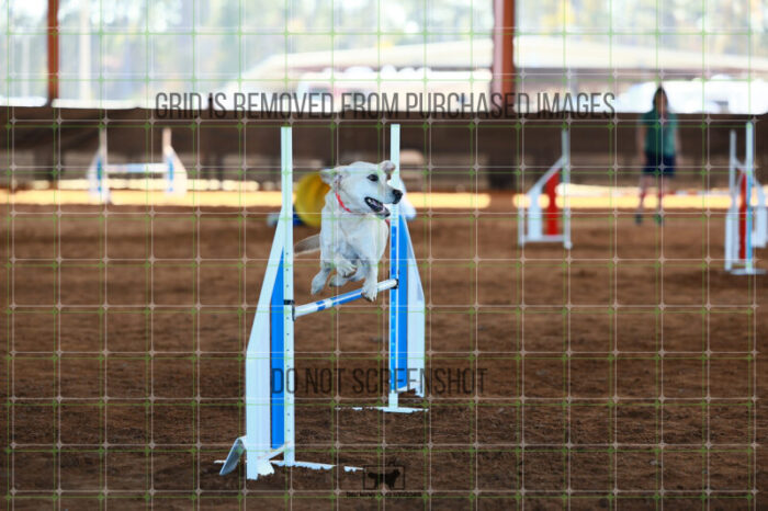 Bailey_Buck_Ring_6_Wednesday_Speedstakes_SemiFinal_198_JC_2428