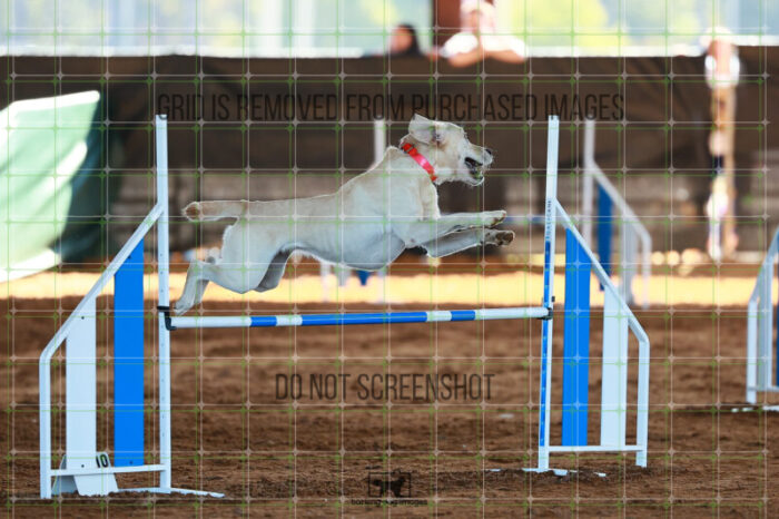 Bailey_Buck_Ring_6_Wednesday_Speedstakes_SemiFinal_198_JC_2437