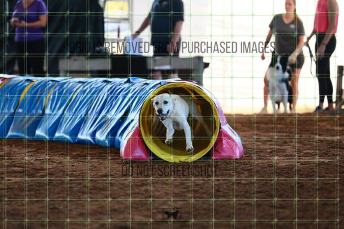 Bailey_Buck_Ring_6_Wednesday_Speedstakes_SemiFinal_198_JC_2440