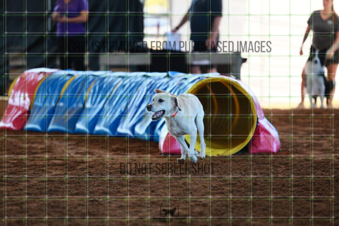 Bailey_Buck_Ring_6_Wednesday_Speedstakes_SemiFinal_198_JC_2443