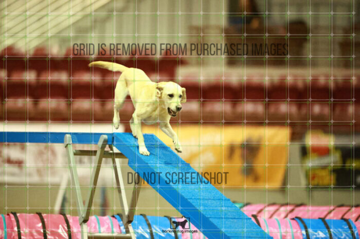 Bailey_Buck_WednesdayNight_Round_1_Agility_132_NH_1571