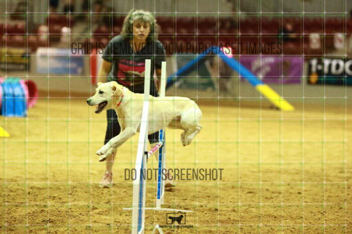 Bailey_Buck_WednesdayNight_Round_1_Agility_132_NH_1576