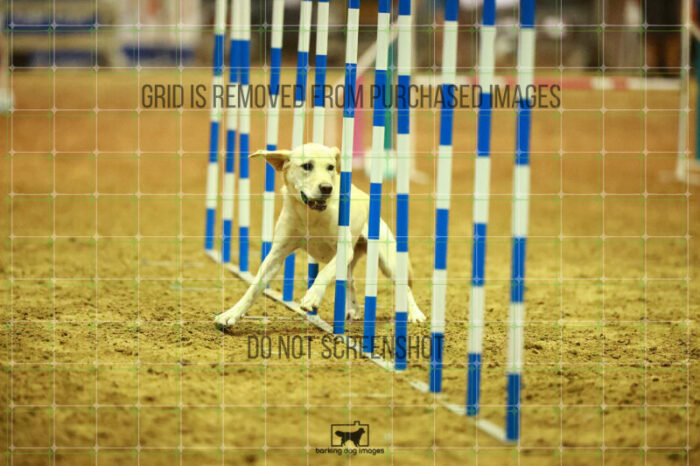 Bailey_Buck_WednesdayNight_Round_1_Agility_132_NH_1591