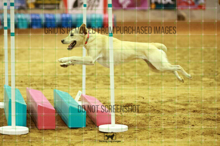 Bailey_Buck_WednesdayNight_Round_1_Agility_132_NH_1602