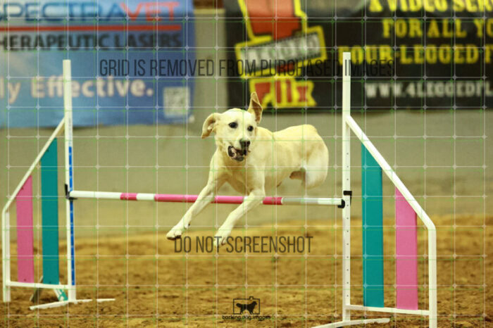 Bailey_Buck_WednesdayNight_Round_1_Agility_132_NH_1609