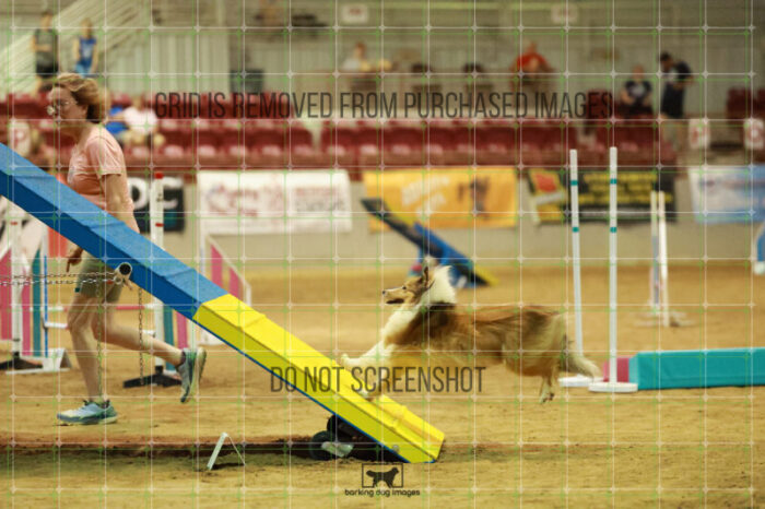 Daisy_Evans_Friday_MastersAgilityFinal_316_RR_3624