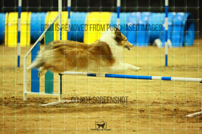 Daisy_Evans_Friday_Round2Jumping_112_SH_0403