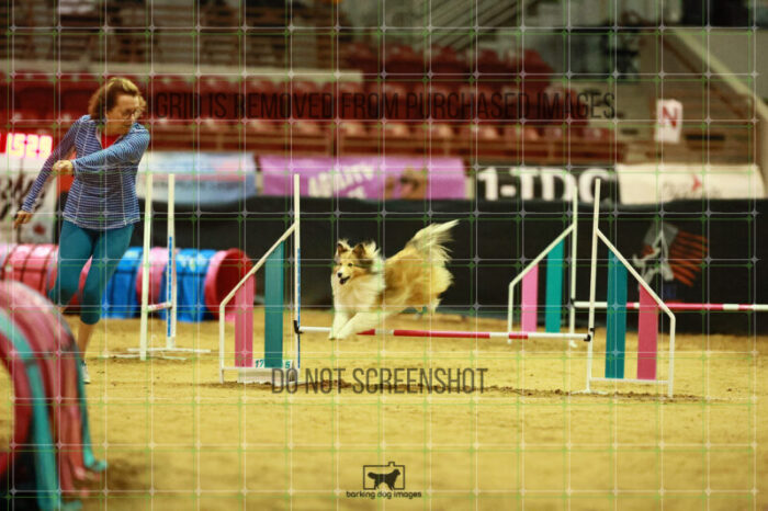 Daisy_Evans_Ring_3_Wednesday_Speedstakes_Semi_Final_103_2_VW_0127