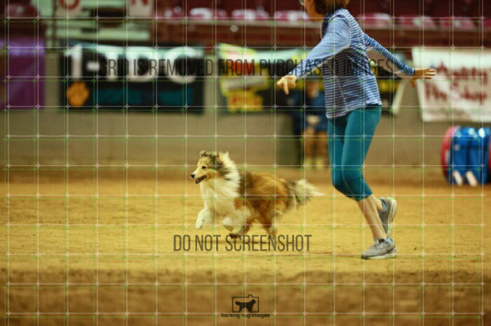 Daisy_Evans_Ring_3_Wednesday_Speedstakes_Semi_Final_103_2_VW_0150