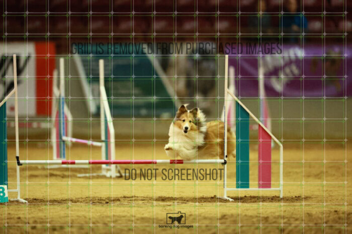Daisy_Evans_Ring_3_Wednesday_Speedstakes_Semi_Final_103_2_VW_0158