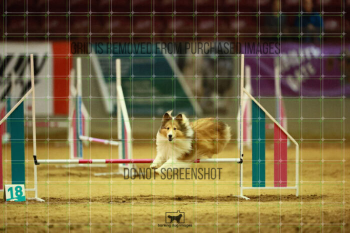 Daisy_Evans_Ring_3_Wednesday_Speedstakes_Semi_Final_103_2_VW_0159