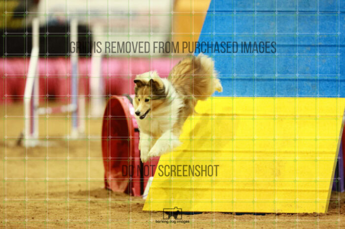 Daisy_Evans_Saturday_OpenAgility_180_KO_4290