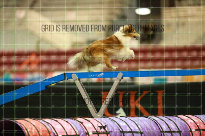 Daisy_Evans_Saturday_OpenAgility_180_KO_4305