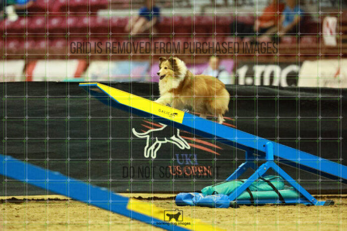 Daisy_Evans_Saturday_OpenAgility_180_KO_4309
