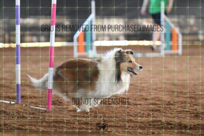 Daisy_Evans_Saturday_WTAJumping_152_2_AS_2533